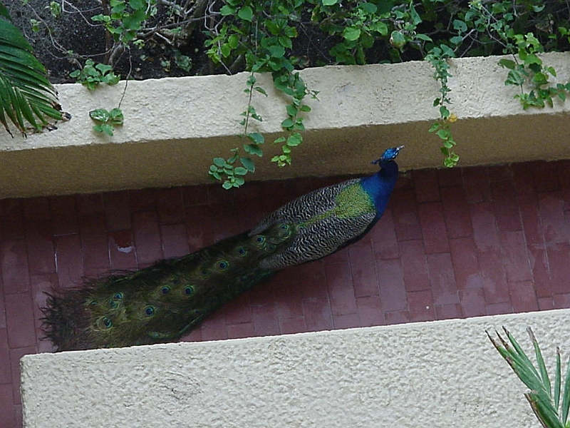 Peacock In Hotel 2.jpg